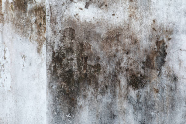 Best Residential Mold Inspection & Testing  in Greeley, CO