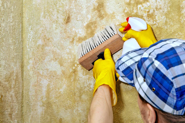 Best Black Mold Removal  in Greeley, CO