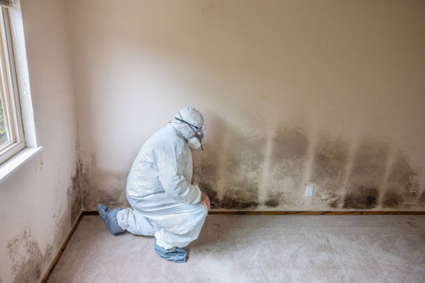 Best Mold Remediation for Healthcare Facilities  in Greeley, CO